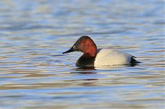 Canvasback