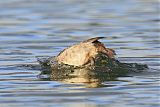 Canvasback