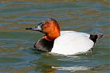 Canvasback