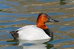 Canvasback