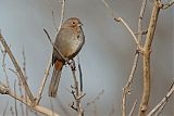 Canyon Towhee