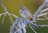 Canyon Towhee