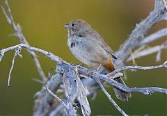 Canyon Towhee