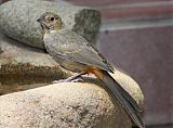 Canyon Towheeborder=