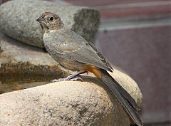 Canyon Towhee