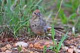 Canyon Towheeborder=