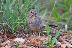 Canyon Towhee