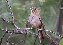 Canyon Towhee