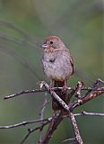 Canyon Towheeborder=