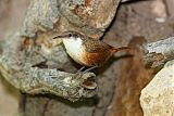 Canyon Wren