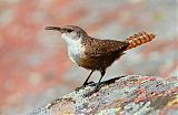 Canyon Wren