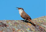 Canyon Wren