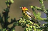 Cape May Warblerborder=