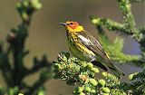 Cape May Warbler