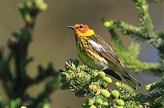 Cape May Warbler