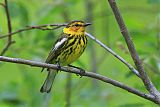 Cape May Warbler