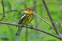 Cape May Warbler