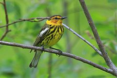 Cape May Warbler