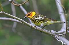 Cape May Warbler