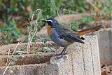 Cape Robin-Chatborder=