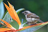 Cape Sparrow