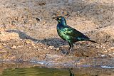 Cape Starling