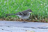 Cape Wagtailborder=
