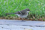 Cape Wagtail