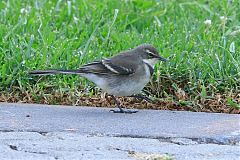 Cape Wagtail