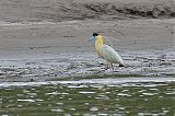 Capped Heron