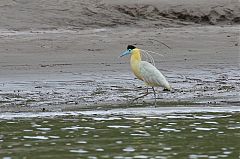 Capped Heron