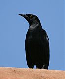 Carib Grackleborder=