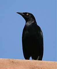 Carib Grackle