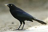 Carib Grackle