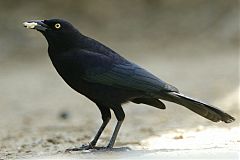 Carib Grackle