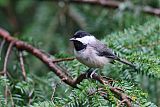 Carolina Chickadee