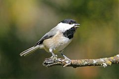 Carolina Chickadee