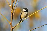 Carolina Chickadee