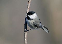 Carolina Chickadee