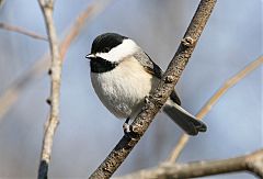 Carolina Chickadee