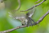 Carolina Chickadee