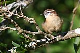 Carolina Wren