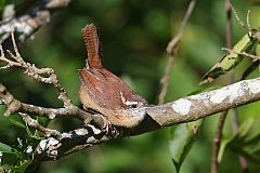 Carolina Wren