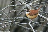 Carolina Wren