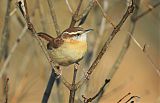 Carolina Wren