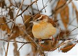 Carolina Wren