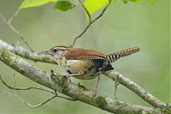 Carolina Wren