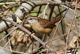 Carolina Wren