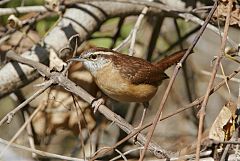 Carolina Wren