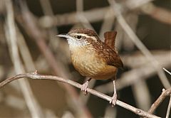 Carolina Wren